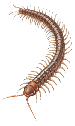 Imagen PNG para descargar